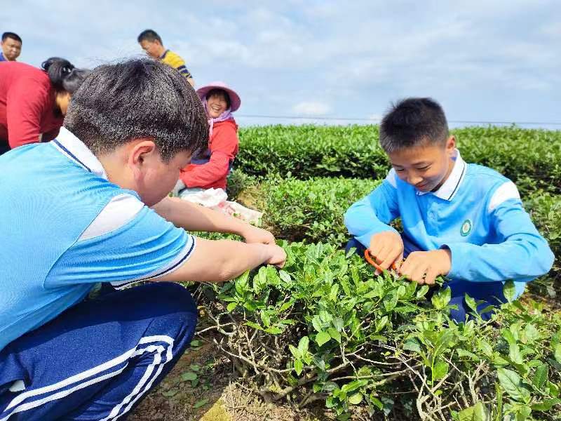 新时代文明实践悦见春天采于茶园观音铁韵世界双遗霞春中学开展劳动