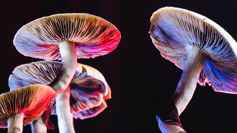 naturemedicine最新蘑菇毒素能改变大脑功能网络连接有望治疗抑郁