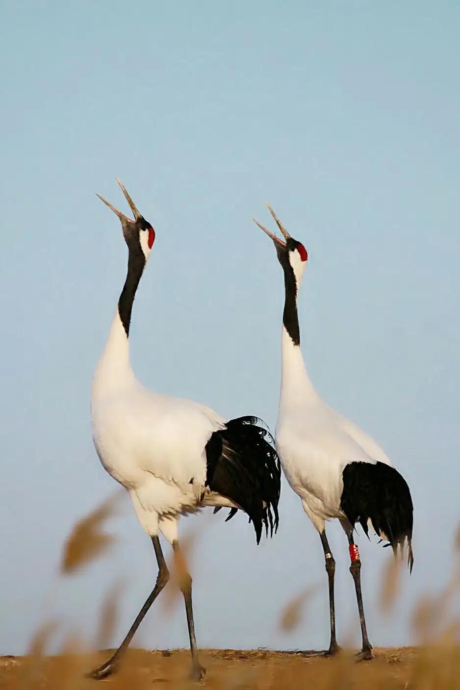 当风点灯鹤顶红