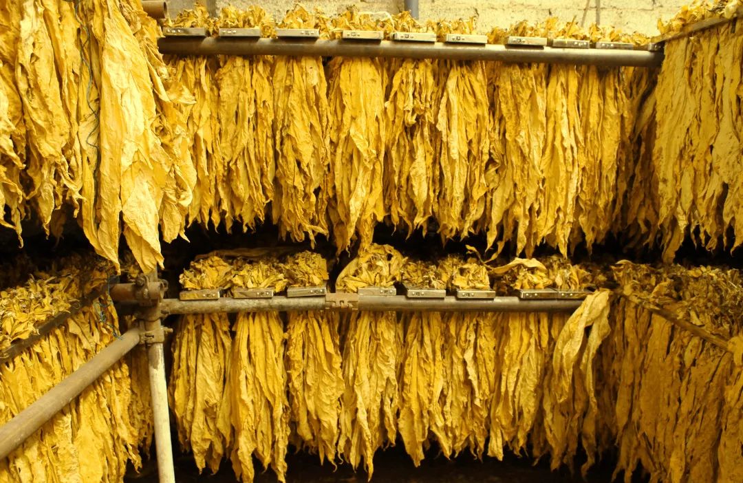 众所周知，我国是世界上烤烟产量最大的国家，常年种植烤烟约1500万亩，年初烤烟叶_财富号_东方财富网