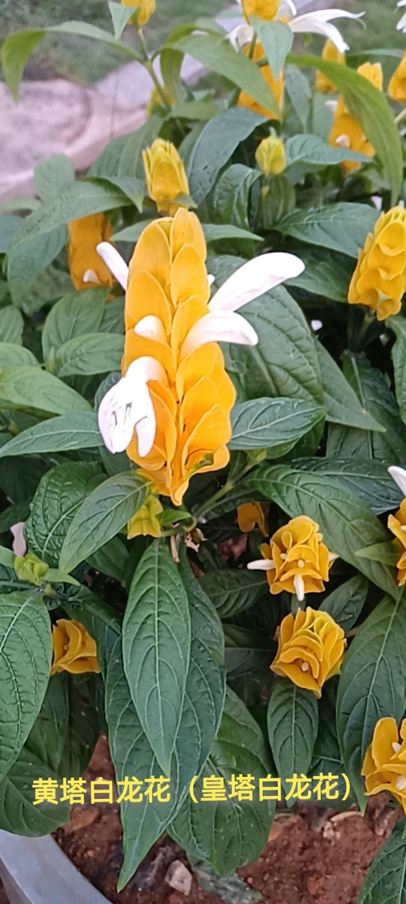 皇庭白龙花绽放了