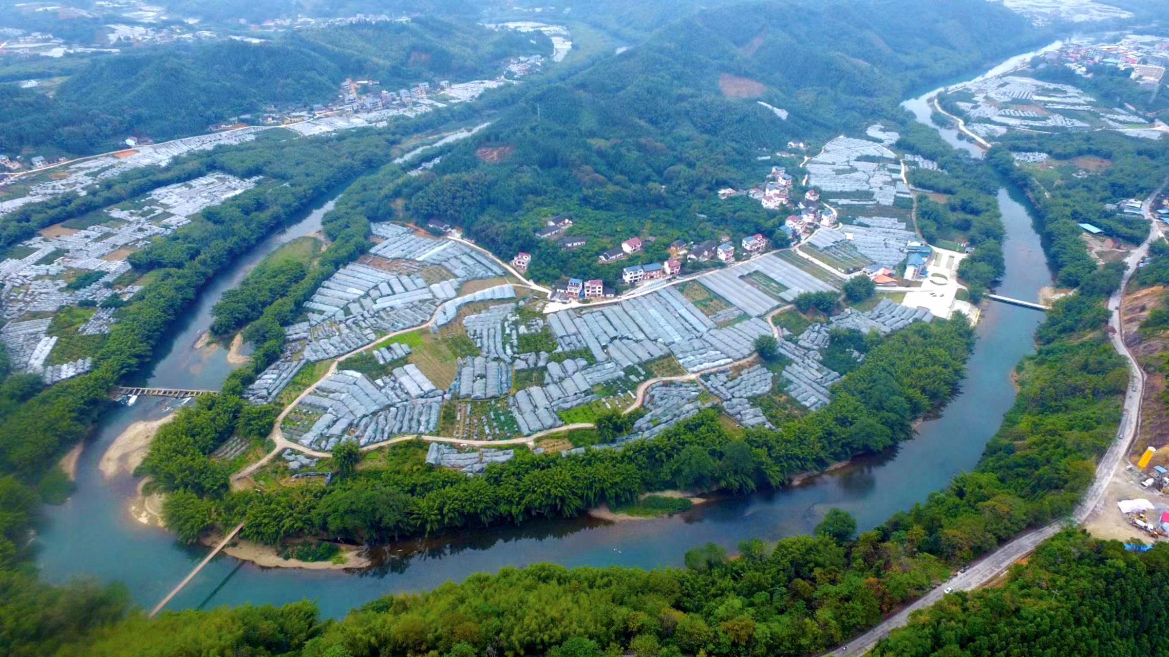 在柳州市融安县大将镇才妙村的一个小山冲里,19株苍劲奇崛,树干节瘿