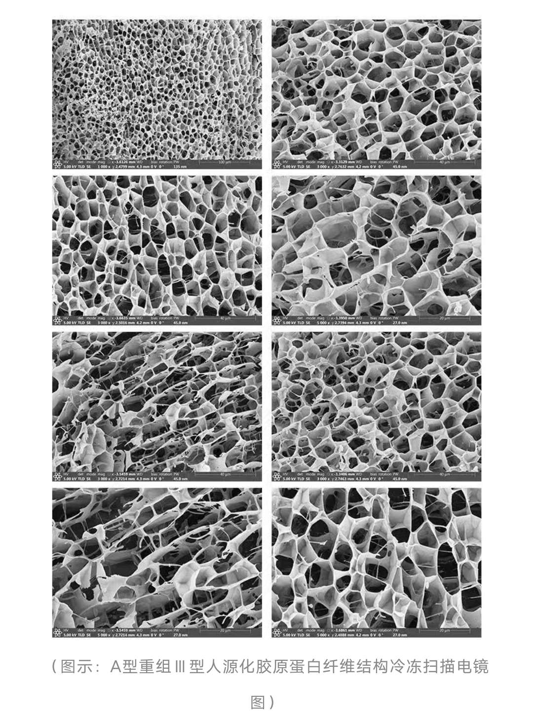 重塑生命新突破a型人源化胶原蛋白开启人体生命材料新时代