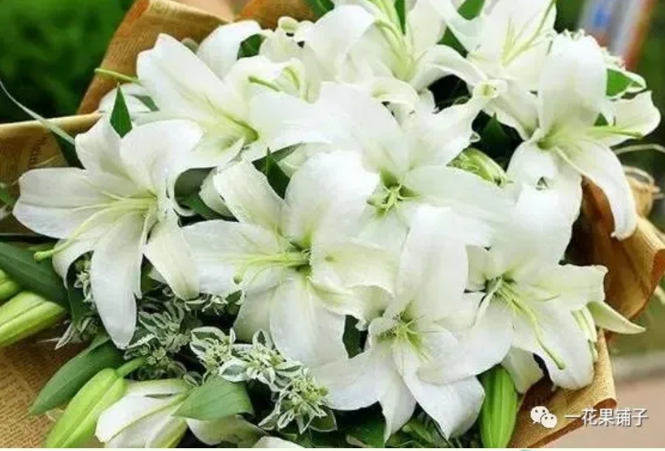 百合花的花语和寓意是什么?