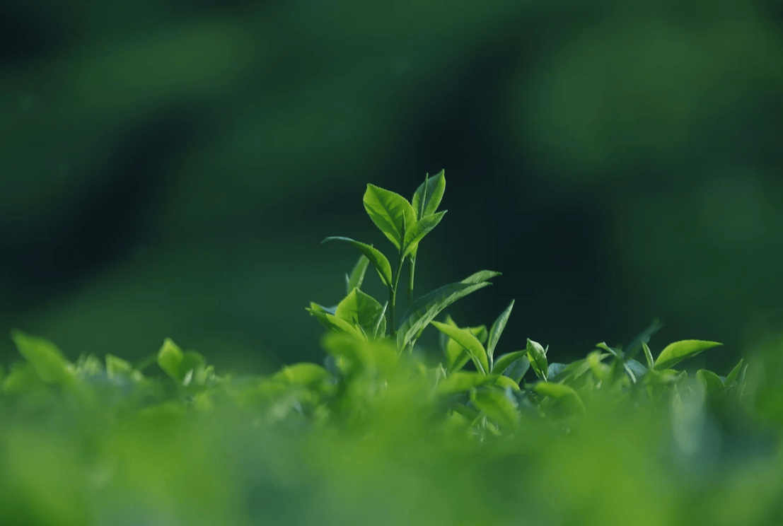 个股期权与股票对冲有哪些方式?