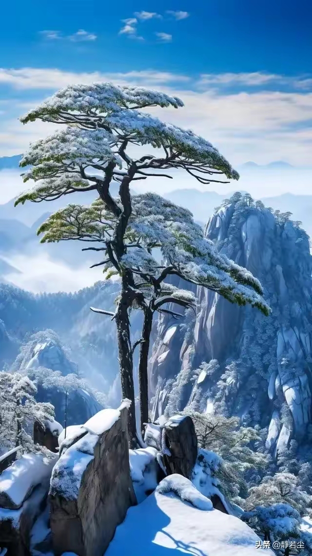 大雪压青松,青松挺且直