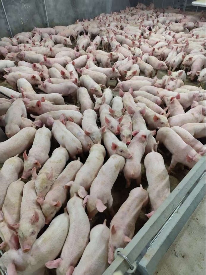 仔猪价格的全体跌幅超越48%仔猪价格抄底补栏的机遇到了吗？