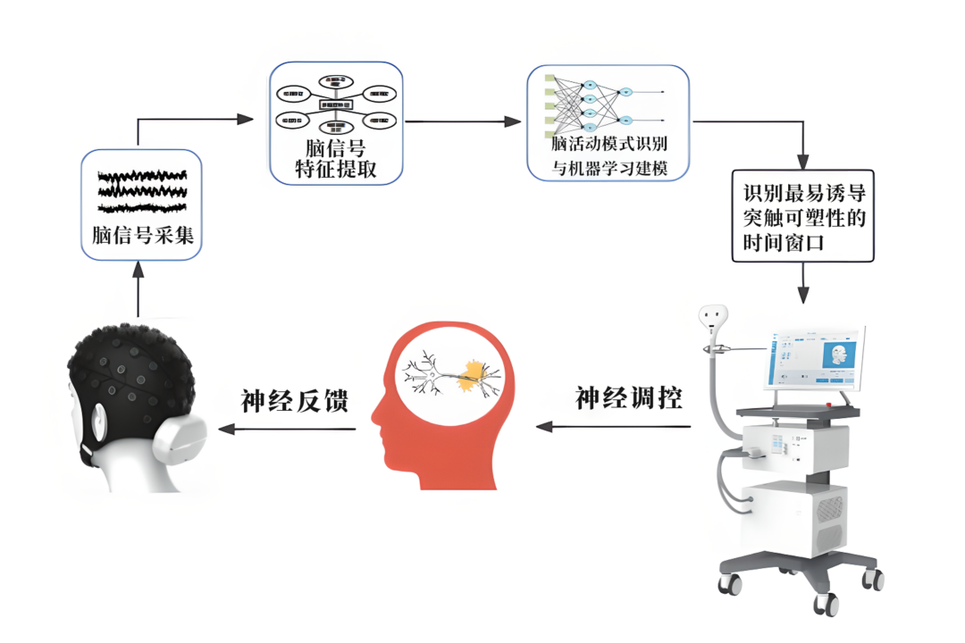 tms什么医疗重塑大脑的力量！当脑机接口（BCI）遇见经颅磁刺激（TMS）翔宇医疗2025年1_https://www.jmylbn.com_新闻资讯_第2张