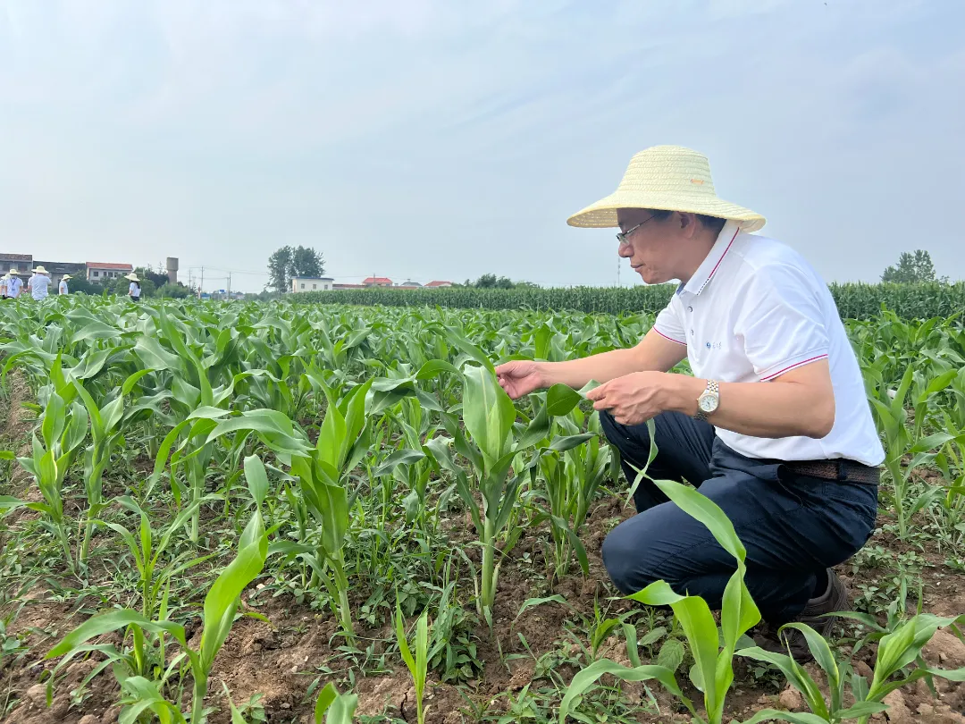 攻克“无药可用”！华师这项发明获中国专利金奖！华中师范大学近日第十三届中国国际专