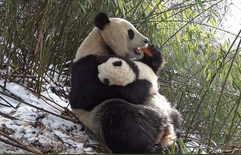 看懂了，这两只股票的筹码峰变化，你的账户一定是盈利的